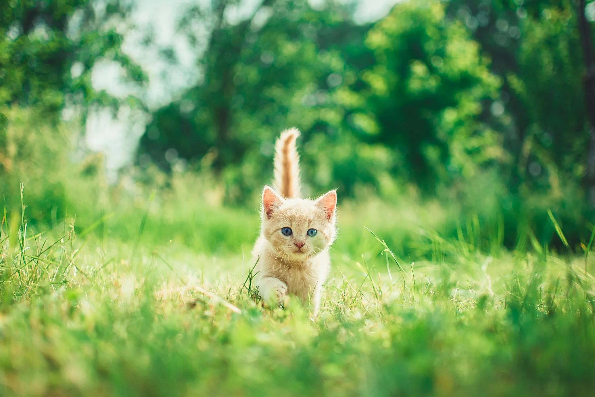 tout-savoir-sur-la-primo-vaccination-du-chaton
