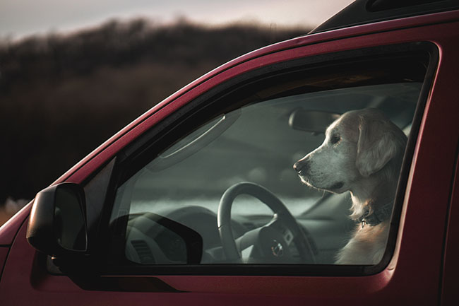 Voyager avec votre chien