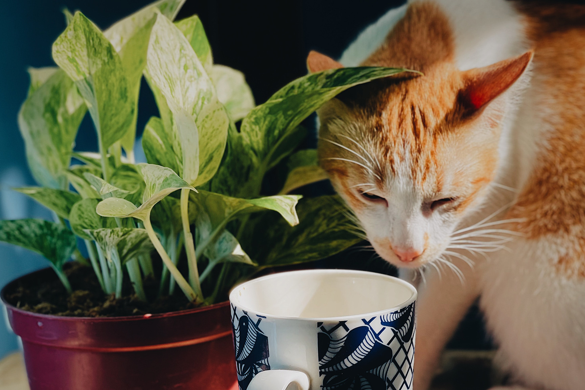 benjie-delmonte-uxzV2aPl3DI-unsplash
