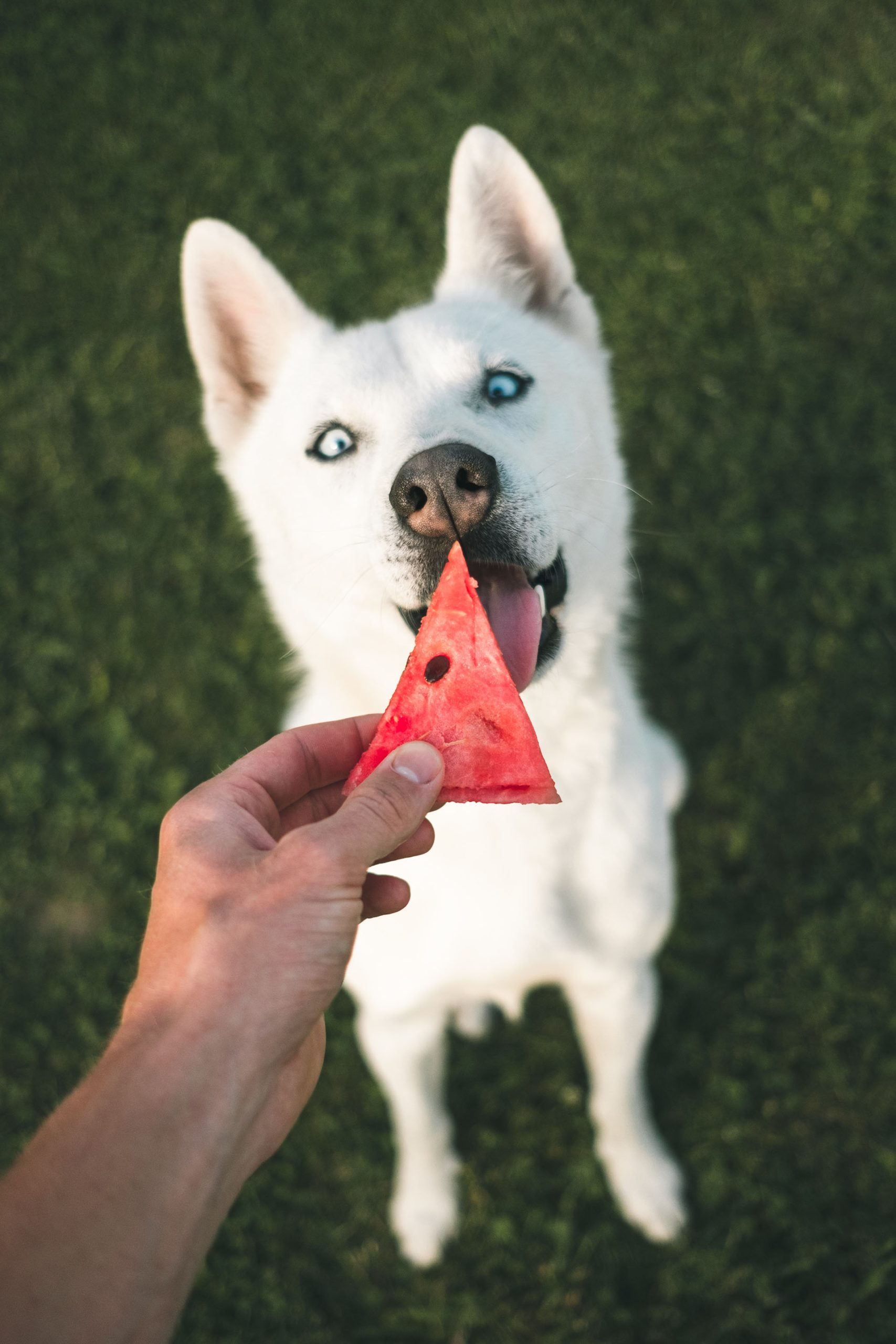 Quels snacks donner à son chien ?