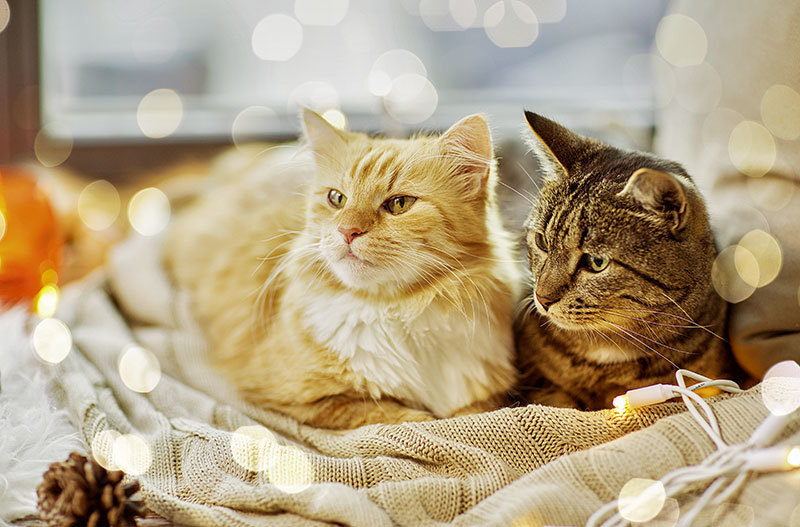 presenter-un-chat-a-un-autre-animal