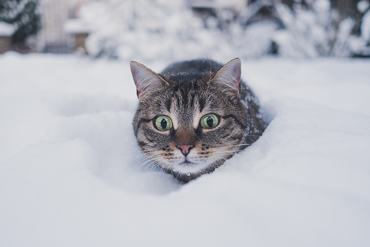 proteger-son-chat-en-hiver