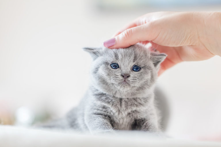 Vermifuge chat : choix, composition, période, conseils