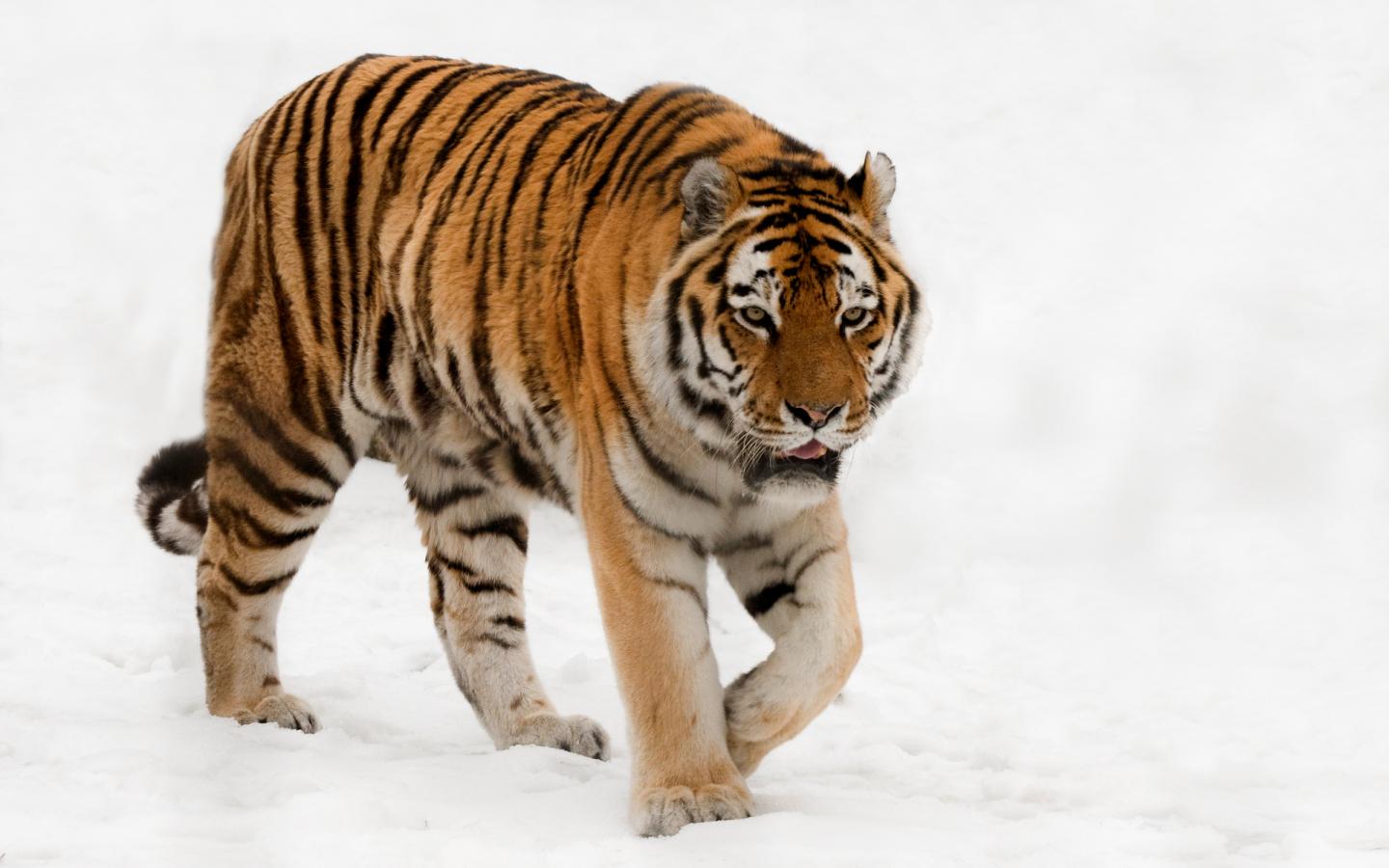 Tigre_de_Sibérie