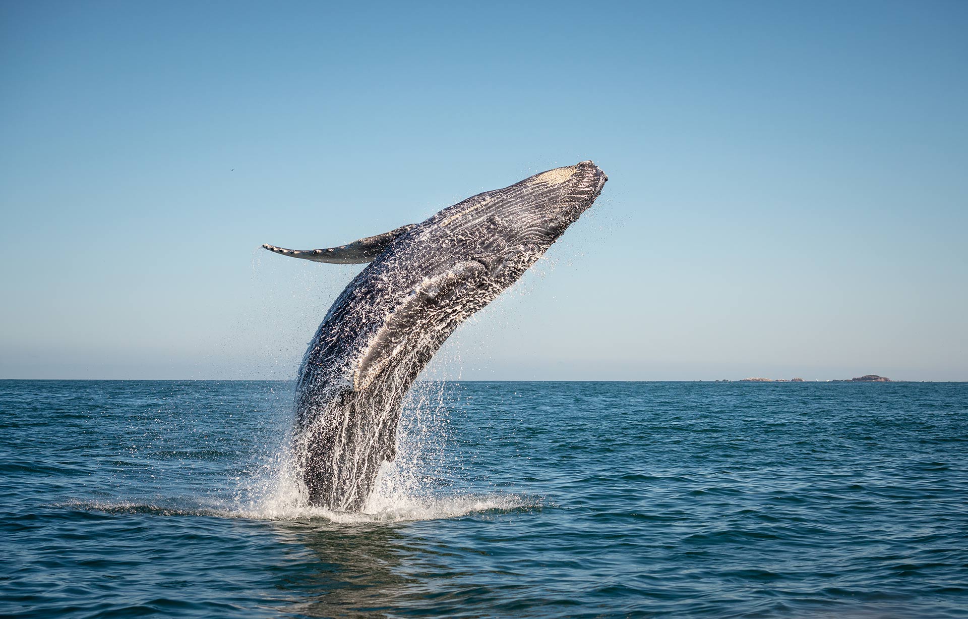 humpback-whale-breaching-590268314-1