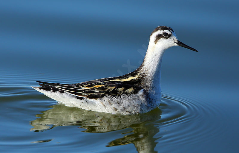 Phalarope à bec étroit Phalaropus lobatus Red-necked Phalarope