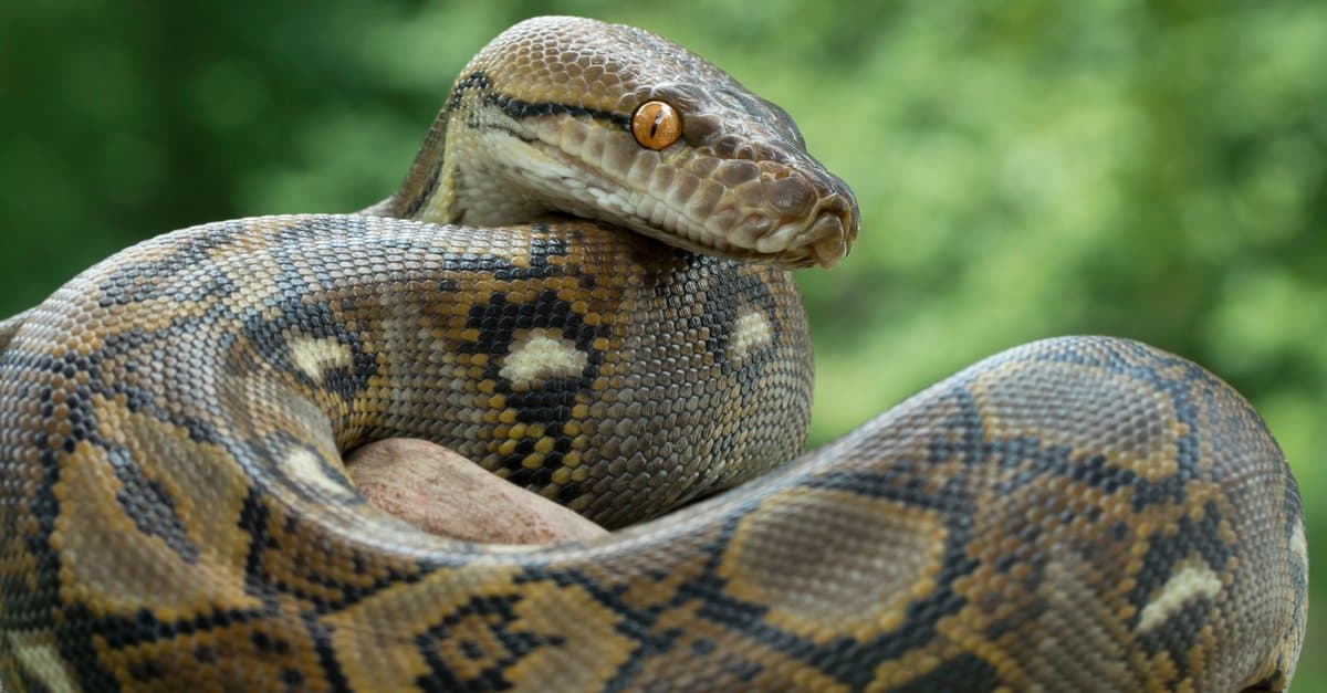 reticulated-python