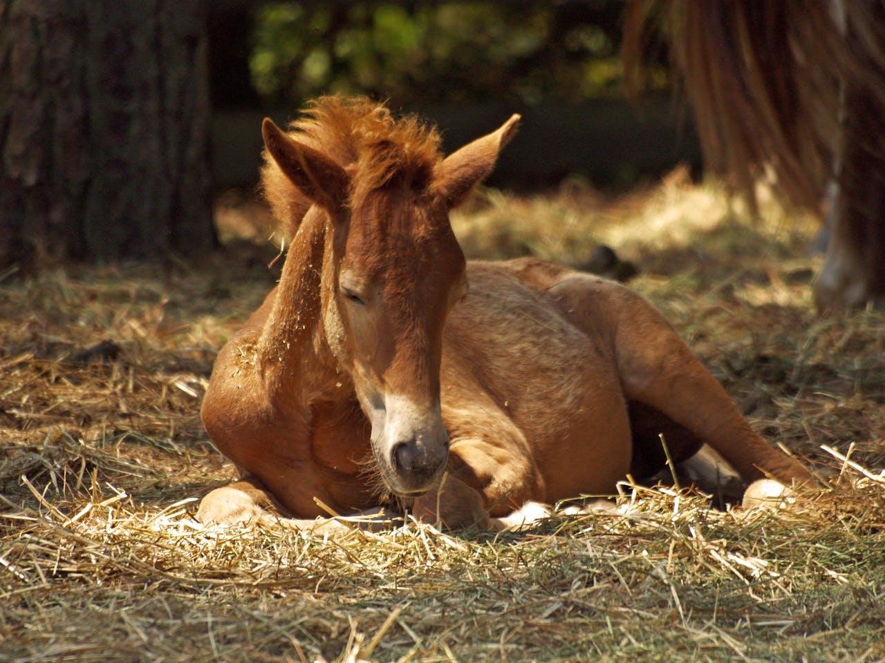 Le sommeil du cheval : Comment les chevaux se reposent-ils?