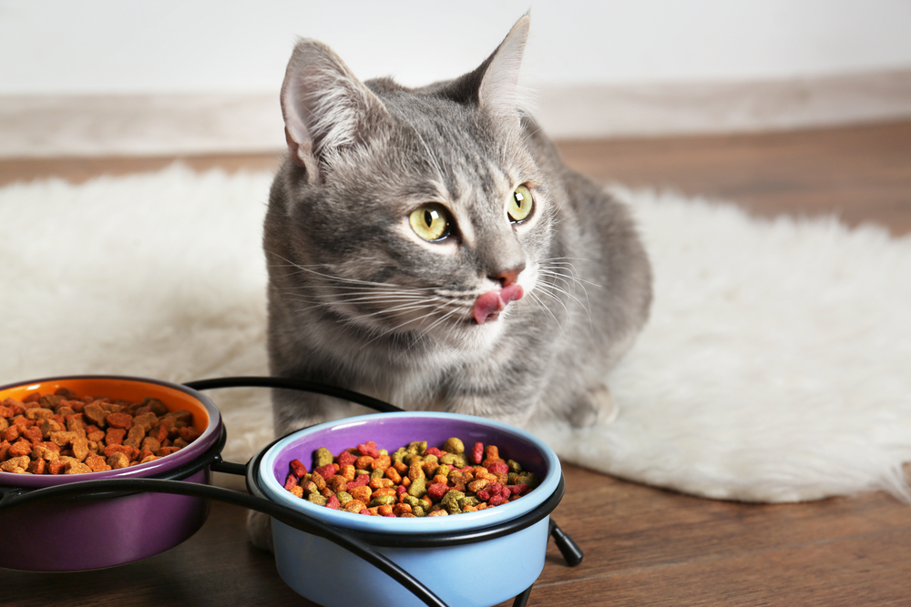 Pourquoi choisir des croquettes sans céréales pour votre chat ?