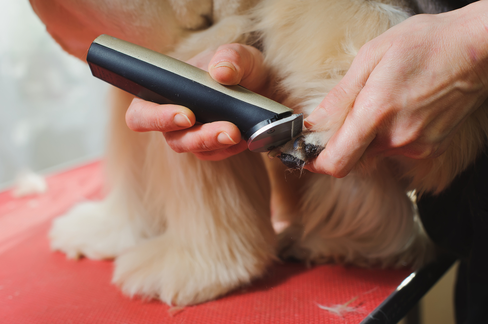 Choisir une tondeuse pour chien à poil long