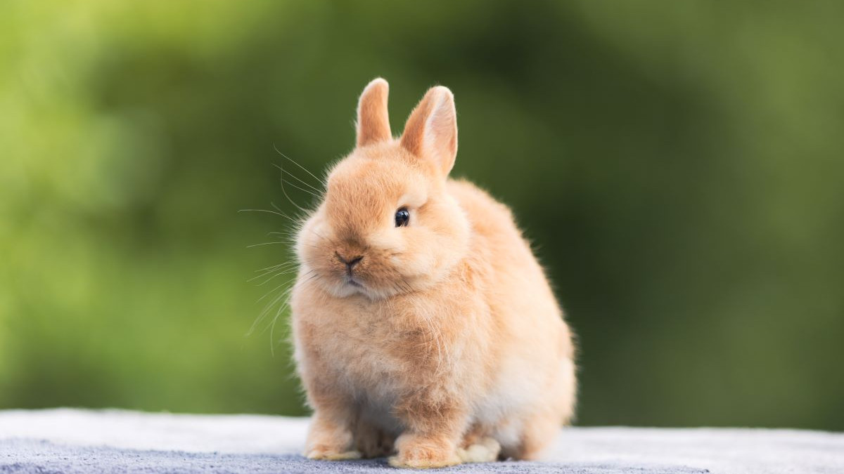 Comment bien s'occuper d'un lapin domestique ?