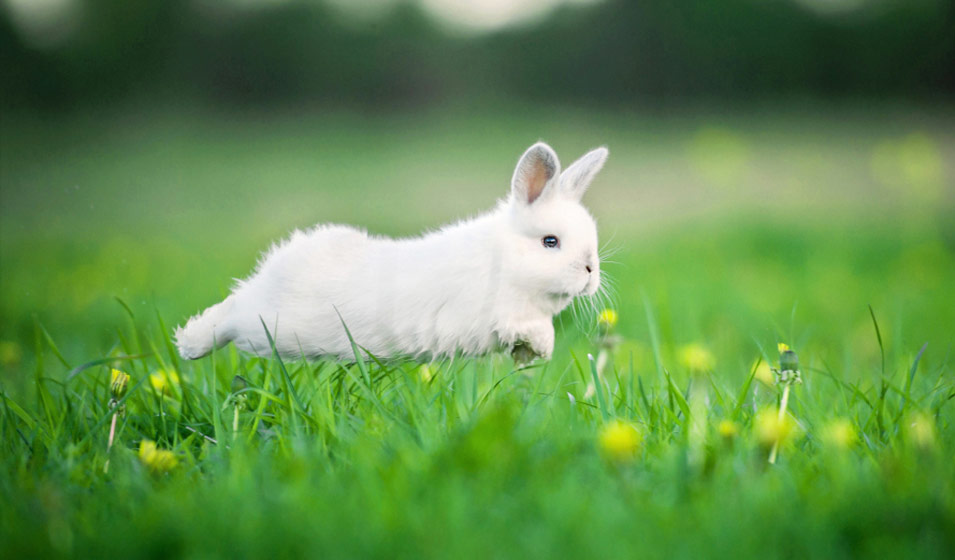 Choisir la race de lapin domestique idéale selon votre mode de vie